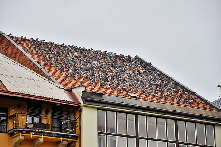 A2B Pest Control are able to install spikes to deter birds from roofs in Wellington Somerset. 