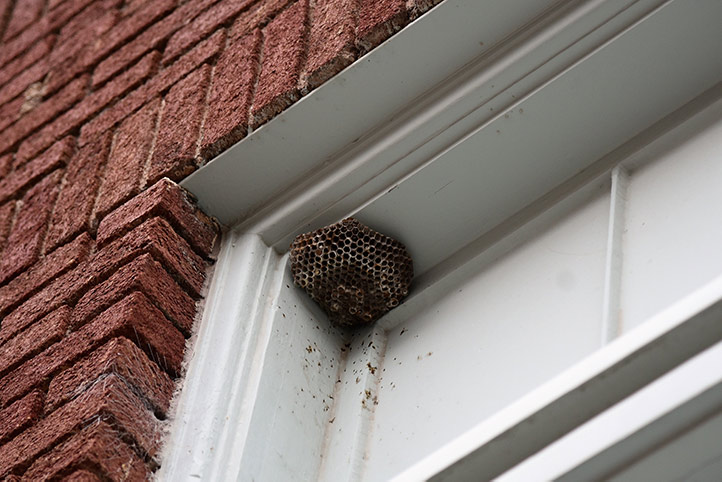 We provide a wasp nest removal service for domestic and commercial properties in Wellington Somerset.